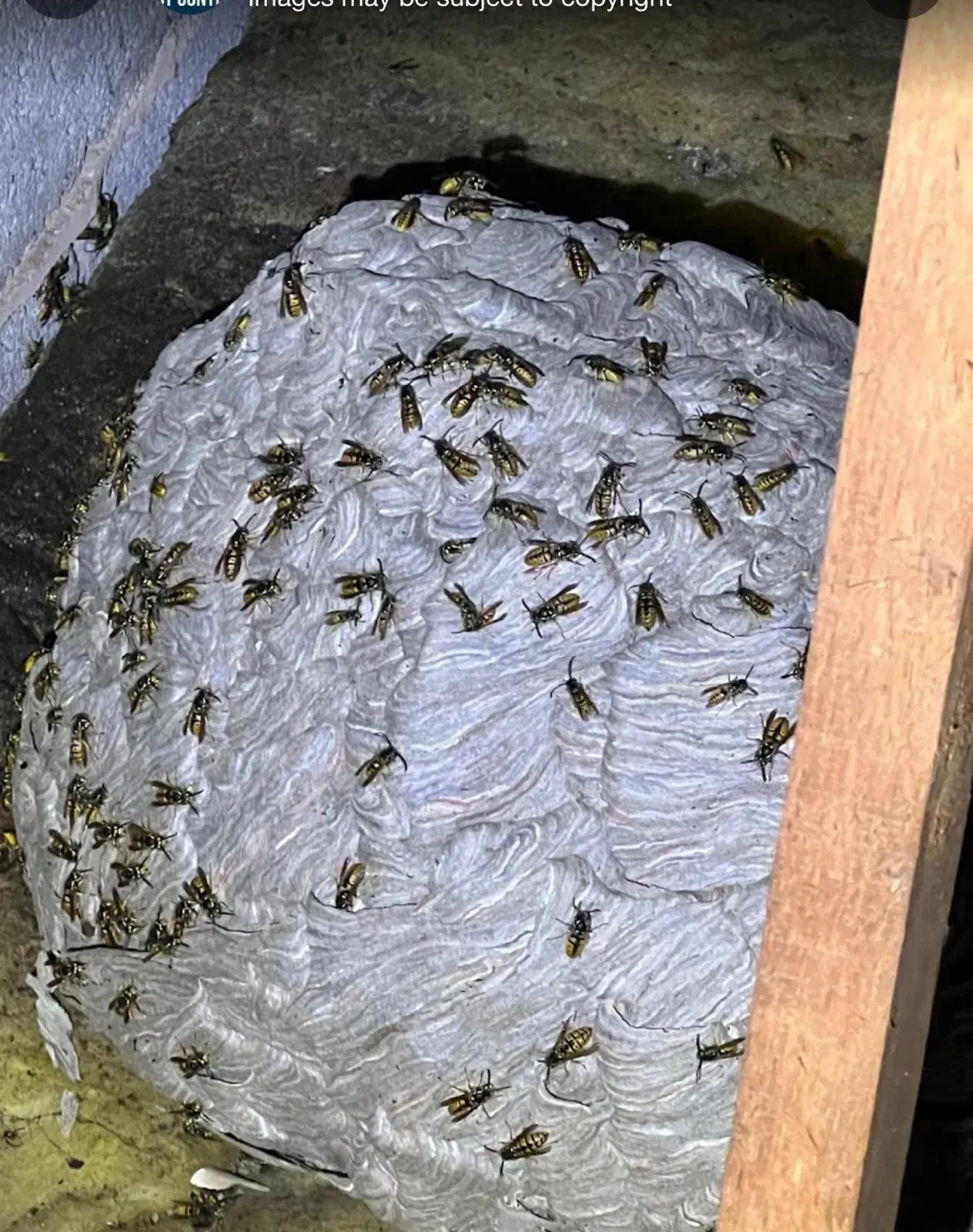 Professional wasp nest removal in a Harrogate loft space featuring a large grey active nest.